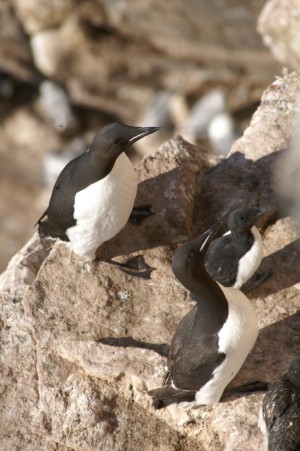 br�nnich's guillemot with young